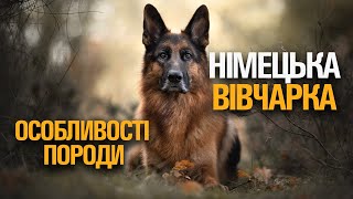 НІМЕЦЬКА ВІВЧАРКА. ОСОБЛИВОСТІ ПОРОДИ