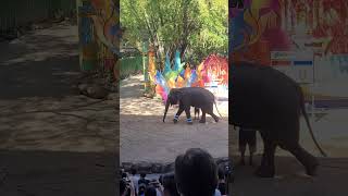 Two Elephant playing football #elephant show Thailand Safari world