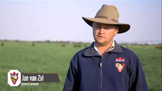 Brahman cattle part 4: Introducing the RED Brahman Cattle at the Kroon Vee Brahman Breeding farm.