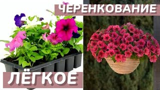 ЦВЕТЫ ВЫРУЧАЛОЧКИ. Растения которые легко черенкуются. Быстрое размножение растений.