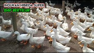 INDUKAN HIBRIDA SUPER BLITAR