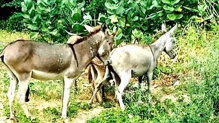 Gadha are enjoyed in jungle | #donkey mating Enjoying