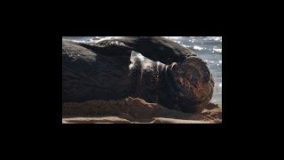 Monk Seal on the Beach