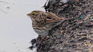 Savannah Sparrow At The Pond