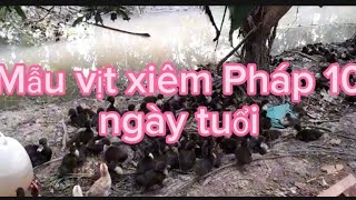 Vịt xiêm 10 ngày tuổi. Trại giống Cần Thơ