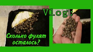 Vlog:Что с рыбками😶? Уборка у улитят🙃