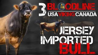 JERSEY IMPORTED BULL || USA, VIKING & CANADA Bloodline Jersey Bull || JY-50062 || VetVlogs