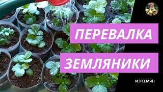 Перевалка земляники из семян.