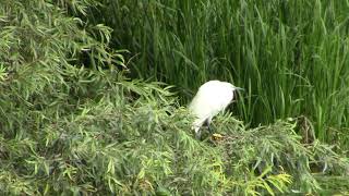 Egret on the Stroudwater canal