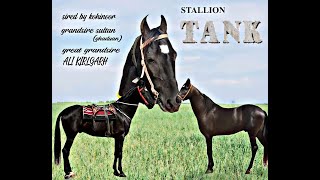 STALLION TANK 67 INCHES KIRALGARH BLOODLINE