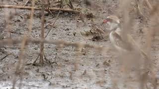 Black fronted doteral