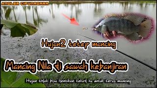 MANCING NILA DI SAWAH YANG KEBANJIRAN HASIL NYA MEMUASKAN