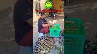 Kirim Bibit Jambu Kristal Ke Kaltim #shorts #jambukristal #bibitmurah #cangkok #jualbibit #viral