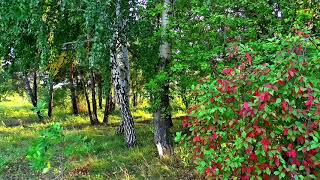 Дмитрий Романов - Родные края (дуэт с Инна Улановская)