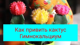 Как привить кактус Гимнокалициум? //Первое видео про кактус💕🌵