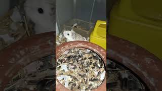 Lovely and funny animals Roborovski hamster pets..#shortvideo (5)