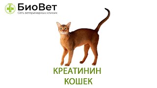 Креатинин у кошек