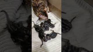 пока пятеро. Бенгальские котята #bengalcat