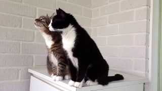 Cats Amazing Sense of Smell |  Fun Cat Facts