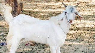 Goat Baby #shortviral #VillageLife