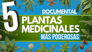 ✅ DOCUMENTAL 5 plantas MEDICINALES más PODEROSAS 🌿