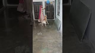 #lakdi ki kathi#dogplying#viral #youtubshortvideo