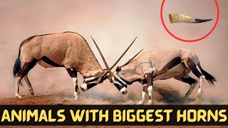 10 Animals With The Biggest Horns In The World