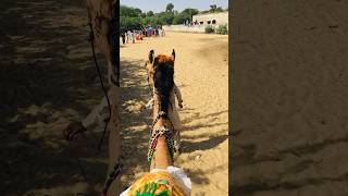 A small camel #shorts  #shortvideo  #youtubeshorts