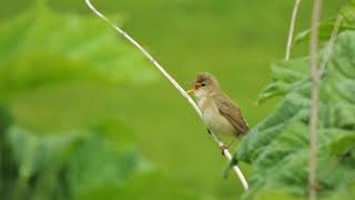 Болотная камышовка Acrocephalus palustris, песня / Marsh warbler song