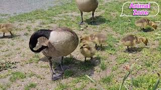 Canadian geese with chicks | Canadian geese videos | geese with chicks |