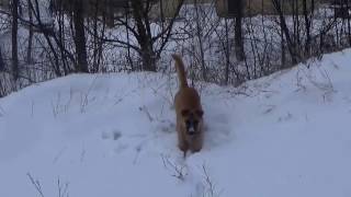 Снег, снежок.  Прогулка за городом