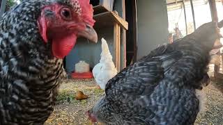 Fun Chickens Hens Roosters Relaxing Video Sounds Noises!