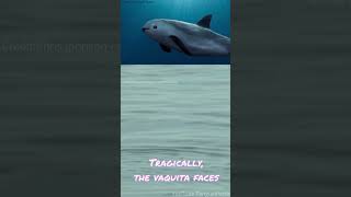 Only about 10 of these remain! The Vaquita!