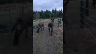 Christmas Donkeys