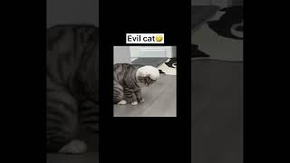 #shorts So bad，hahahaha#cat #pet #funnyvideo #catsoftiktok #fyp #foryou