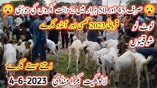 Lalukhet Bakra Mandi Latest Update | 4 June 2023 | Bakra Mandi Today | Bakra Mandi 2023 |