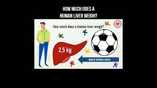 How much does a human liver weigh? #liver #liverhealth #anatomy #health