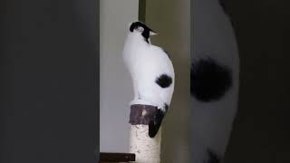 Cat loves his scratching post #cat #pets #cutecat #animals