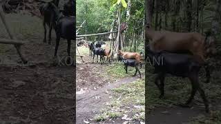 Daerah Agraris Sangat Cocok Beternak Kambing | #peternakankambing #kompaktarakani #animals #goat