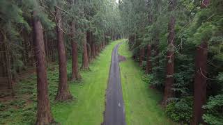 Flying Through Minsteracres Trees