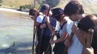 Stingray Feeding, Gisborne, New Zealand