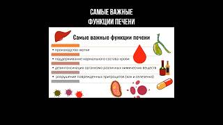 Самые важные функции печени #функциипечени #печень #анатомия #позновательно