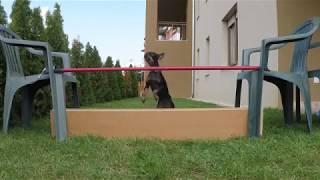 Minpin tricks in slow motion