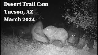 Desert Trail Cam, Tucson, AZ, March 2024 - Hopping Coyotes and Rowdy Javelina Herd!