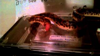 Sand boa (Wormy) eating live pinkie