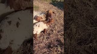 الكلب يرعى الاغنام my doggy is watching the sheep #sheepdog #sheep #dog #farm #farmvill