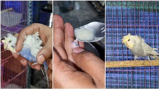 Feeding 1 Day Parrotlet, Cockatiels & Setting up Hogoromo Budgie Pairs for Breeding | All About Pets