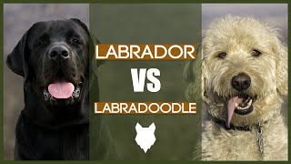 LABRADOR VS LABRADOODLE