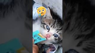 Спасение кошачьей семьи...😭😱 #животные #спасение #помощь #кот