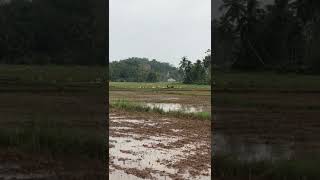 How to make paddy fields,how to make rice.rice making process .paddy fields making,#shorts